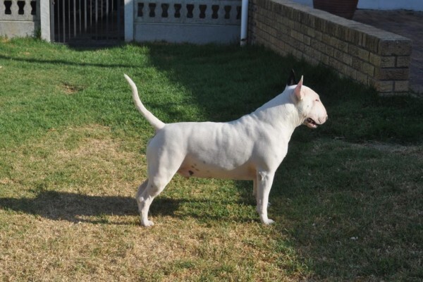 Zingora Bull Terriers