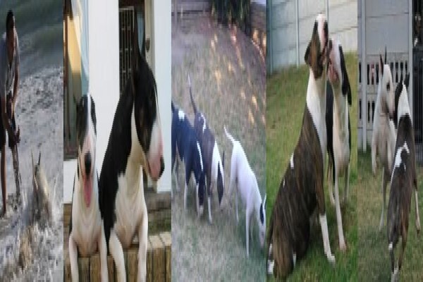 Zingora Bull Terriers
