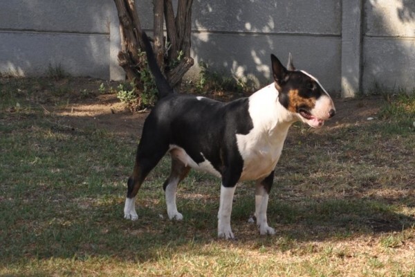 Zingora Bull Terriers