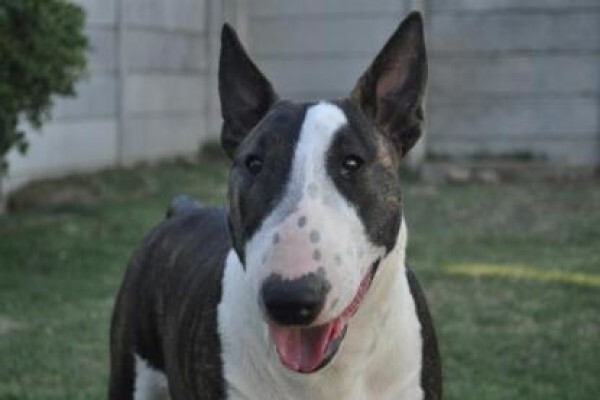 Zingora Bull Terriers