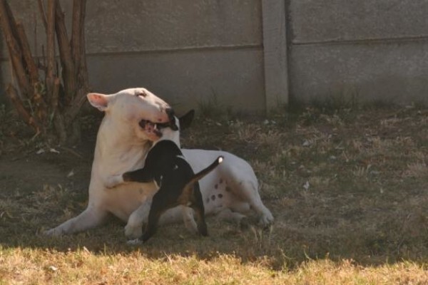 Zingora Bull Terriers