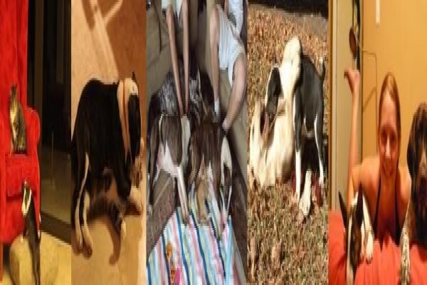 Zingora Bull Terriers