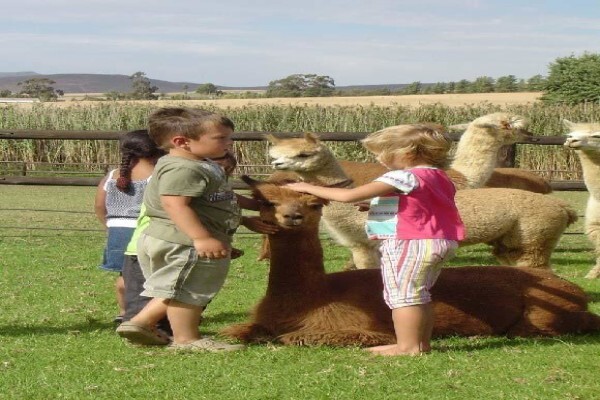 Helderstroom Alpacas