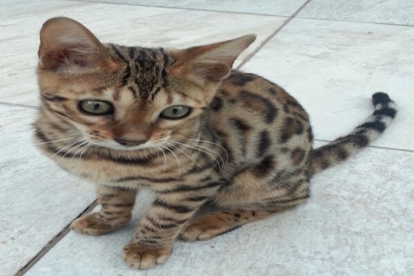 Awesome Bengals