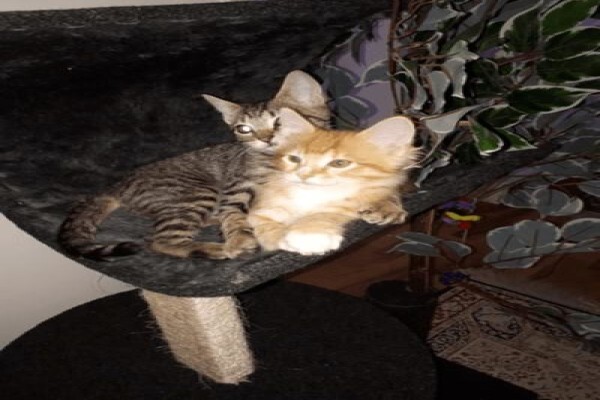 Scratzme Famous Feline Furniture
