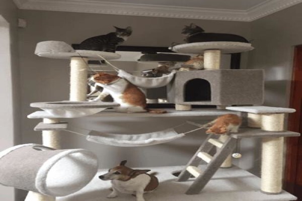 Scratzme Famous Feline Furniture