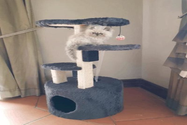 Scratzme Famous Feline Furniture
