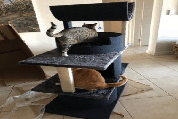 Scratzme Famous Feline Furniture