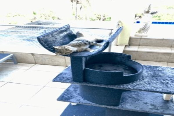 Scratzme Famous Feline Furniture
