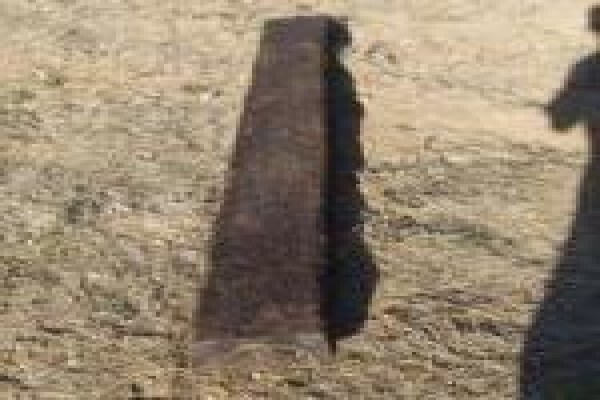 Reclaimedwoods