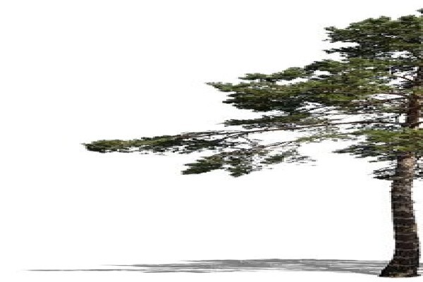 Universal Timber