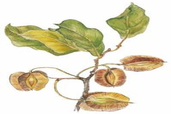 Combretum Carpentry