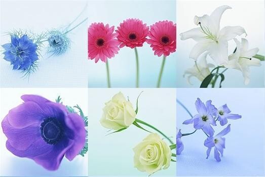 Burgess Florist In Westville