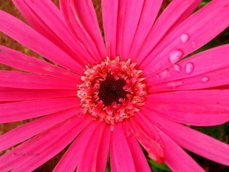 Burgess Florist - Westville - Durban