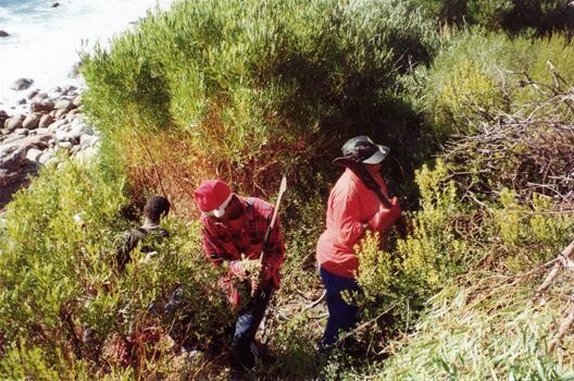 Rosenthal Environmental Consulting