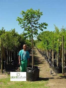 Plant Culture Tree Farm And Shrub Nursery