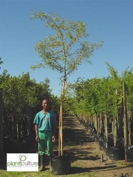 Plant Culture Tree Farm And Shrub Nursery
