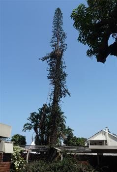 Charlies Tree Felling
