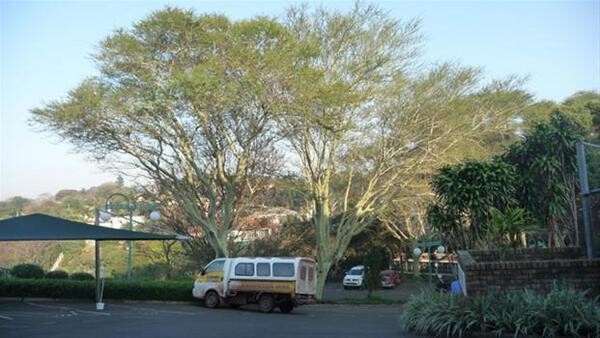 Charlies Tree Felling