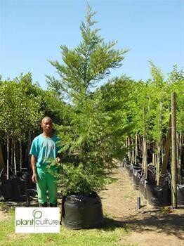 Plant Culture Tree Farm And Shrub Nursery