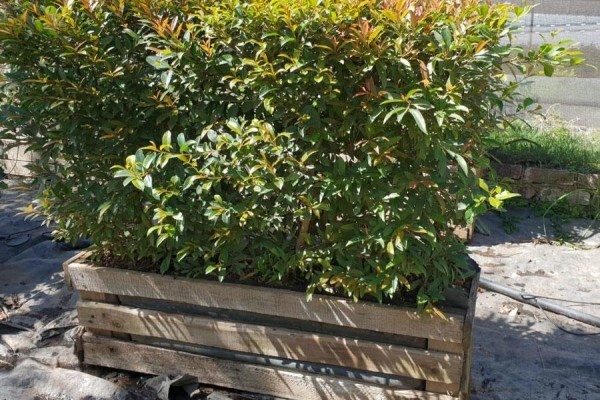 Windy Willows Wholesale Nursery
