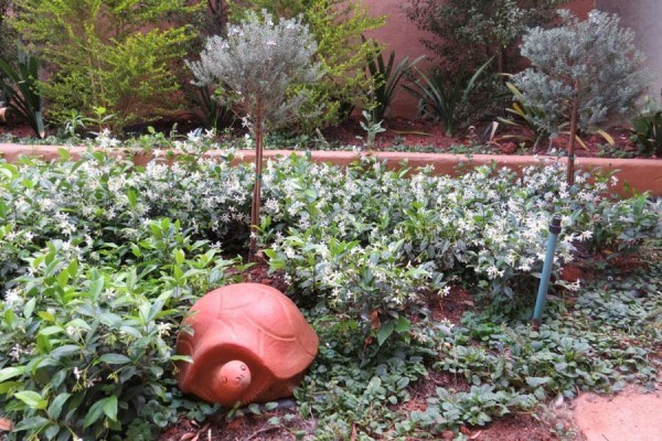 Windy Willows Wholesale Nursery