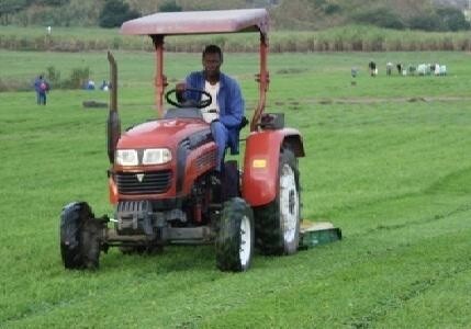 Inglewood Grass And Nursery