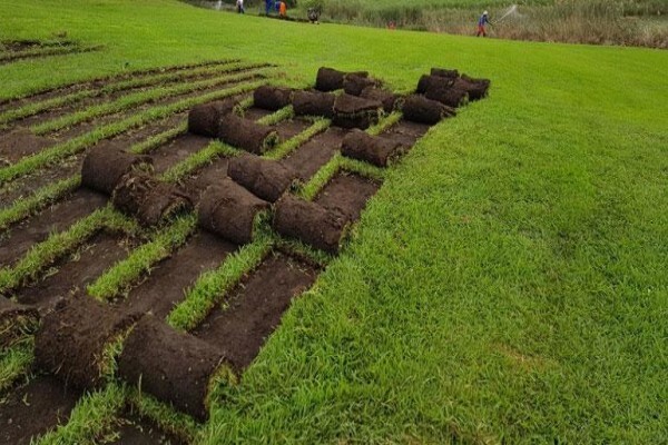 Inglewood Grass And Nursery
