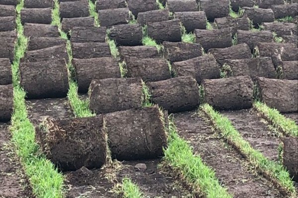 Inglewood Grass And Nursery