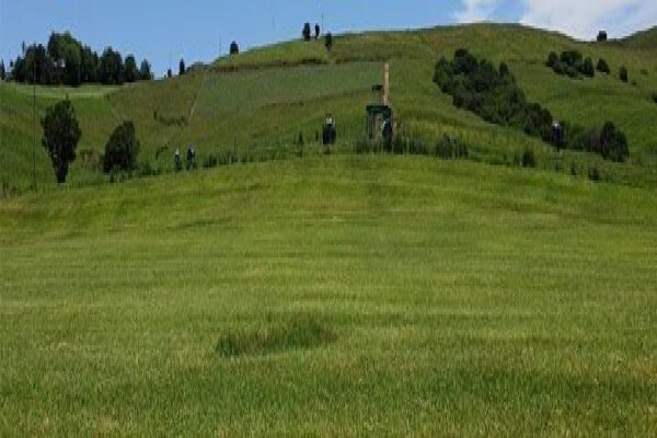 Inglewood Grass And Nursery