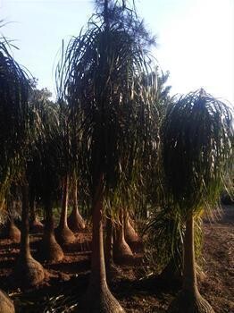 Pick N Palm
