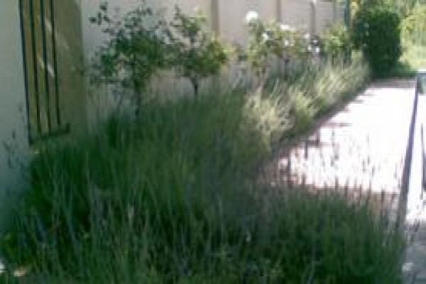 Garden Service Cape Town