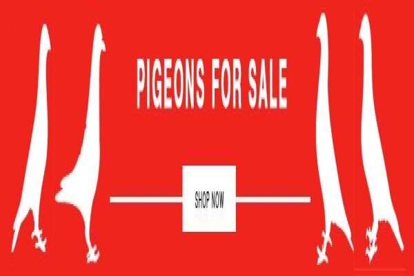 Diamond Pigeon Stud