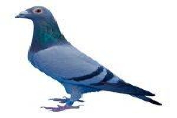 Diamond Pigeon Stud