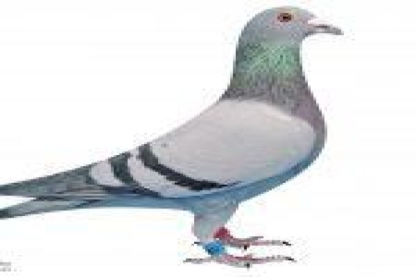 Diamond Pigeon Stud