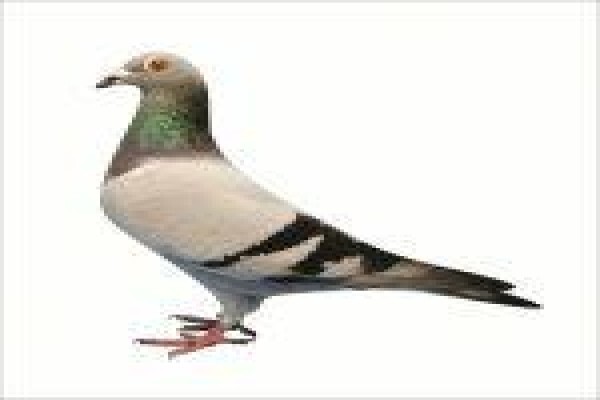 Diamond Pigeon Stud