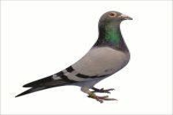Diamond Pigeon Stud