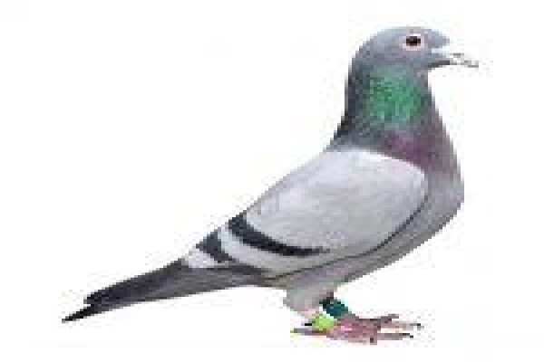 Diamond Pigeon Stud