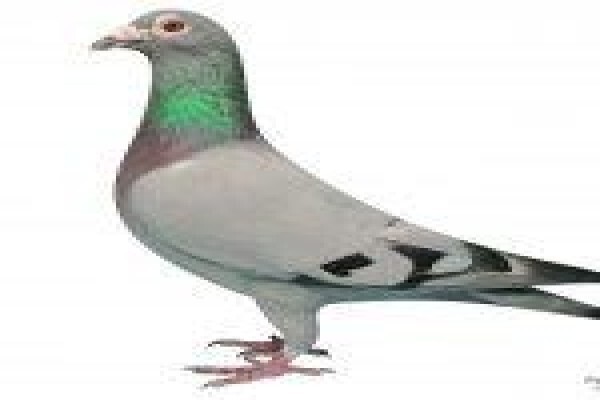 Diamond Pigeon Stud