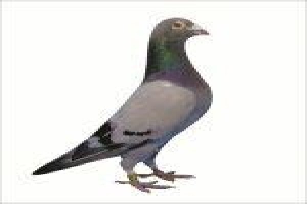 Diamond Pigeon Stud