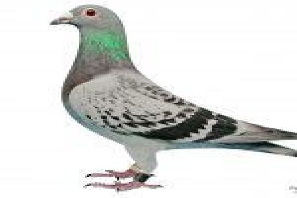 Diamond Pigeon Stud