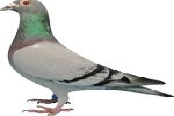 Diamond Pigeon Stud