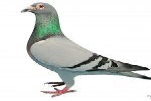 Diamond Pigeon Stud