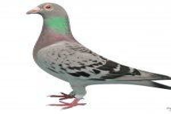 Diamond Pigeon Stud