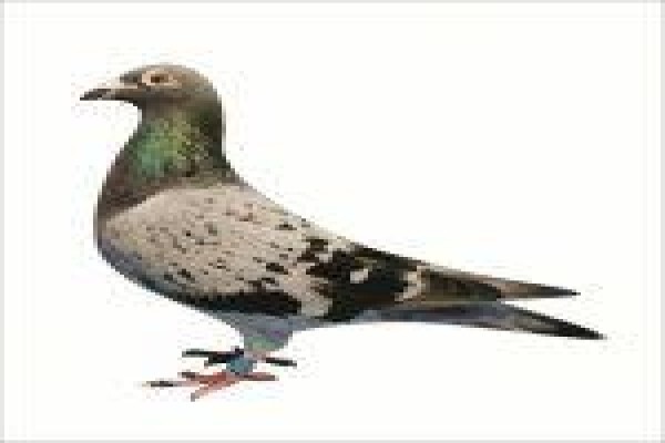 Diamond Pigeon Stud