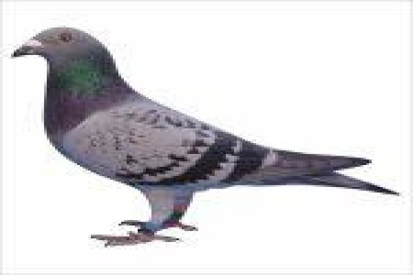 Diamond Pigeon Stud