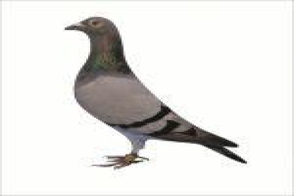 Diamond Pigeon Stud