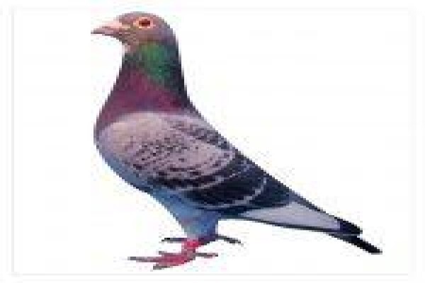 Diamond Pigeon Stud