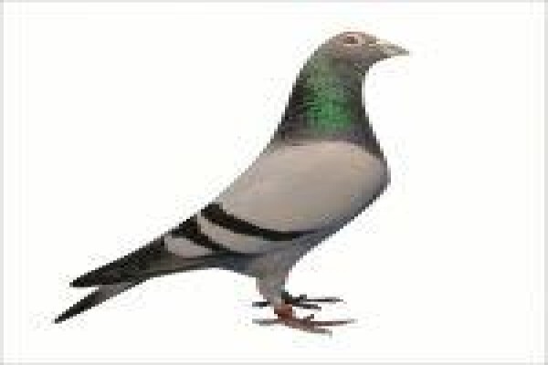 Diamond Pigeon Stud