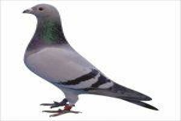 Diamond Pigeon Stud